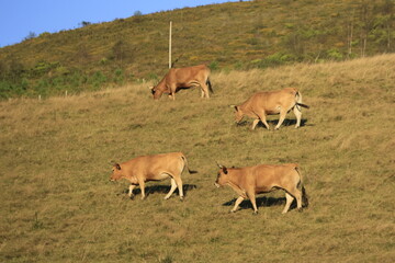 herd of cows