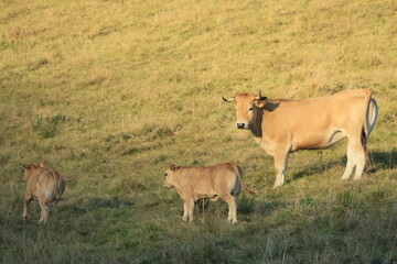 cows in the field