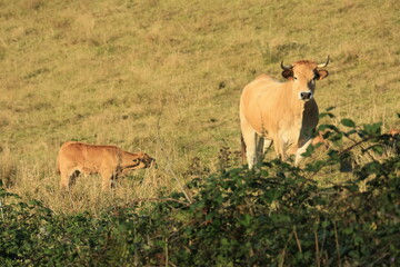 Fototapeta premium cow and calf