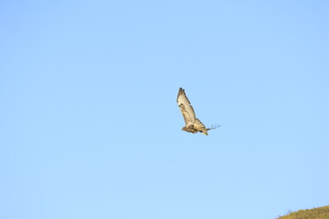 hawk in flight