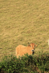 cow in the field