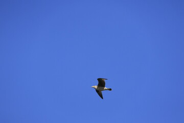 seagull in flight