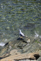 seagull on rock