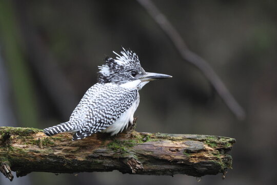 The crested kingfisher (Megaceryle lugubris pallida) is a very large kingfisher that is native to parts of southern Asia. This photo was taken in Hokkaido, Japan.