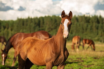 portrait of  sportive chestnut foal grazing in pasture. sunny summer evening