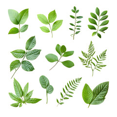 Lush Green Foliage and Plant Leaves in Natural Botanical Setting