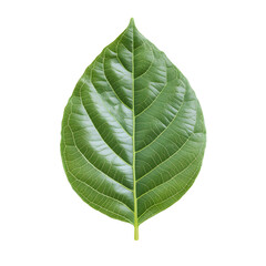 Fresh Green Leaf Isolated on White Background for Botanical Designs and Concepts