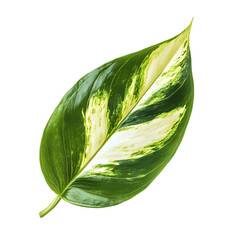 Fresh Green Leaf isolated on White Background for Nature Designs