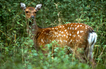 Cerf élaphe, faon, Cervus elaphus