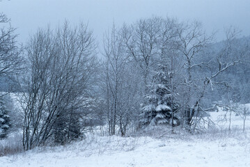 hiver, neige, forêt Vosgienne, 88, Vosges, France