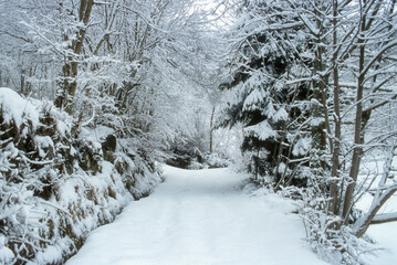 hiver, neige, forêt Vosgienne, 88, Vosges, France