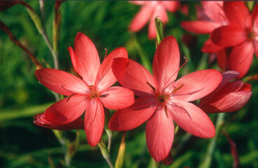 Lis des Cafres, Schizostylis coccinea Major