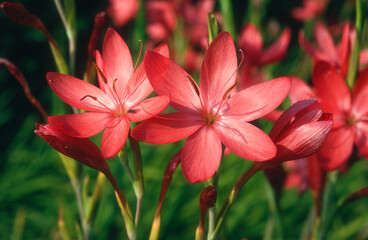 Lis des Cafres, Schizostylis coccinea Major