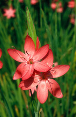 Lis des Cafres, Schizostylis coccinea Major