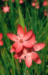 Lis des Cafres, Schizostylis coccinea Major