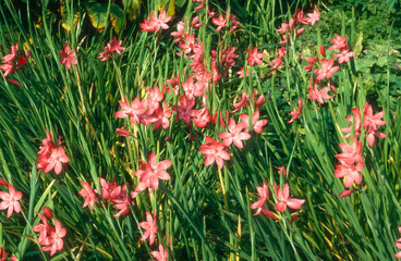Lis des Cafres, Schizostylis coccinea Major © JAG IMAGES