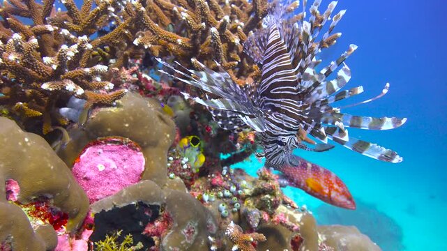 Lion fish. Diving in Komodo National Park. Indonesia.