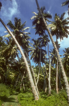 Cocotier, cocos nucifera, Ile de la Digue, Seychelles