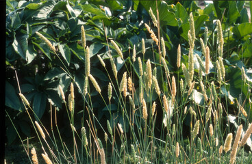 Phalaris aquatica, Graminée, Alpiste aquatique
