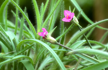 Tradescantia brevifolia, setcreasea brevifolia