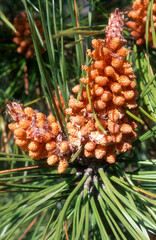 Pin maritime, Pinus pinaster