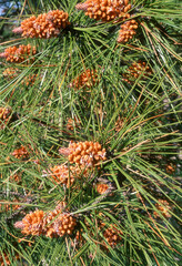 Pin maritime, Pinus pinaster