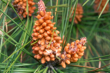 Pin maritime, Pinus pinaster
