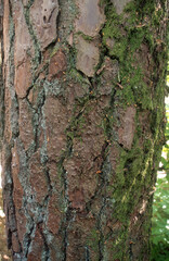 Obraz premium Ecorce, Pin maritime, Pinus pinaster