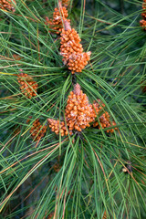 Pin maritime, Pinus pinaster