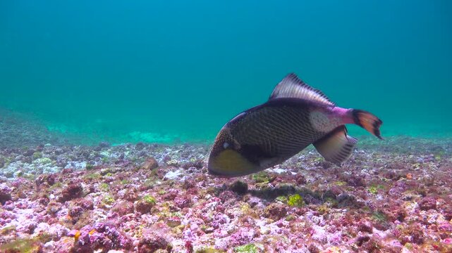 Titanium trigger fish. Diving in Komodo National Park. Indonesia.
