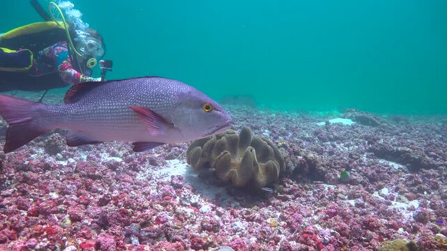 Lucian. Diving in Komodo National Park. Indonesia.