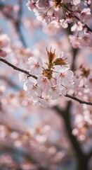 Fototapeta premium Delicate cherry blossoms in full bloom against a soft, blurred background, showcasing the beauty of springtime. The petals are a soft pink, with a fresh green center