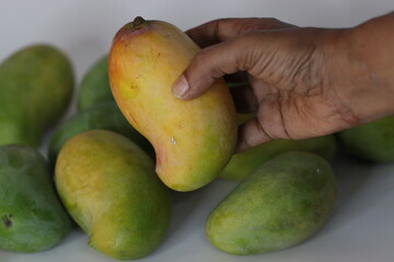 Raseeli mango in hand with green mangoes behind—South Asian fruit symbolizing ripeness and...