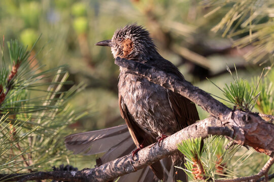 Birds of korea, Brown-eared bulbul