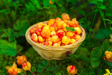 Fresh cloudberries in a wicker basket in a wild forest.  Still life with berries.