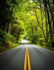 Fototapeta premium Forest road perspective