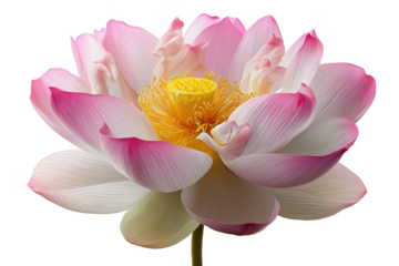 Beautiful pink and white lotus flower with yellow center close-up transparent background