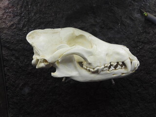 Fototapeta premium czaszka wilka 