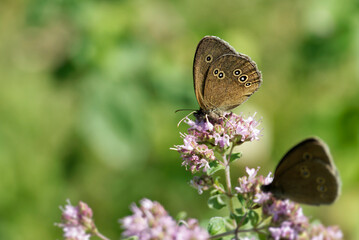 Ringlet (Aphantopus hyperantus) butterfly sitting on a light pink flower in Zurich, Switzerland