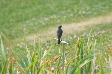 Black Redstart (Phoenicurus ochruros) sitting on a flower in Zurich, Switzerland