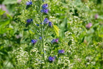 Common brimstone butterfly (Gonepteryx rhamni) sitting on blueweed in Zurich, Switzerland