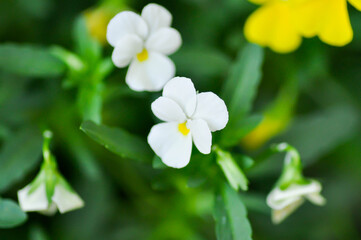 Pansies, Pansy or Viola or Viola cornuta or  Viola lutea or Viola x wittrockiana flower or white pansy flower