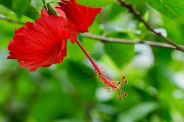夏イメージ 真っ赤なハイビスカス