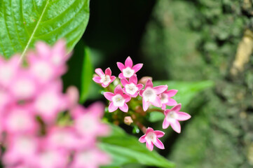 Pentas lanceolata , Egyptian star cluster or RUBIACEAE or Egyptian starcluster or Starflower or pink flower