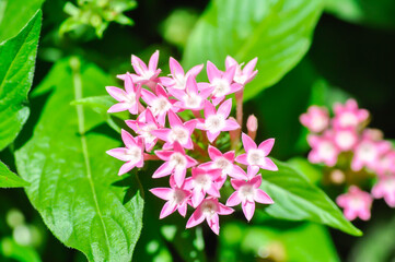 Pentas lanceolata , Egyptian star cluster or RUBIACEAE or Egyptian starcluster or Starflower or pink flower