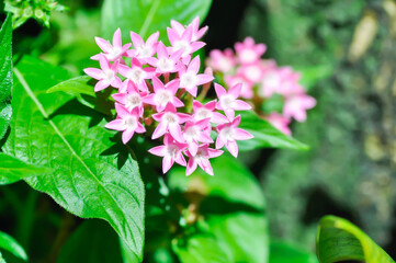Pentas lanceolata , Egyptian star cluster or RUBIACEAE or Egyptian starcluster or Starflower or pink flower