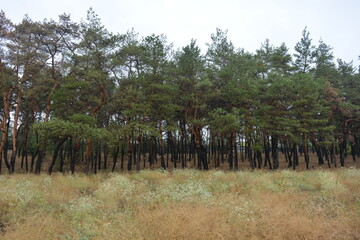 Forest nature after strong summer heat in Dnipro city, Ukraine. Dry old pine trees with black burnt...