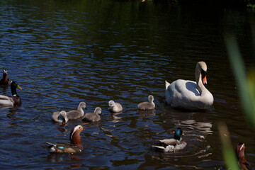 Mute swan mother with her small gray cygnets swimming and feeding together in a pond, peaceful family scene in natural aquatic habitat.