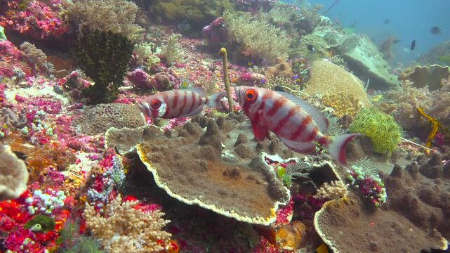 Bull-eye fish. Diving in Komodo National Park. Indonesia.