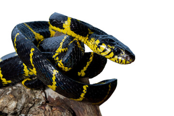 Boiga snake dendrophila yellow ringed, Head of Boiga dendrophila, animal closeup, animal attack